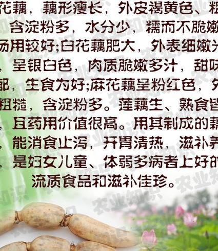 莲藕对女人的功效，有哪些好处和坏处